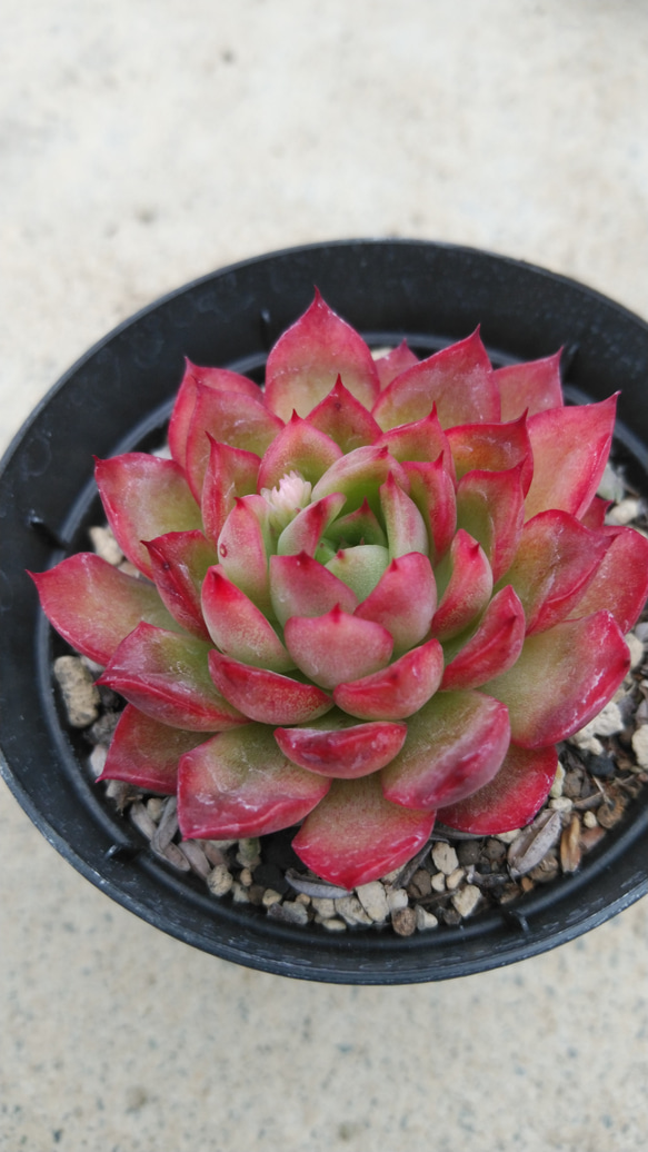 多肉植物　"ヤマトレン" 4枚目の画像