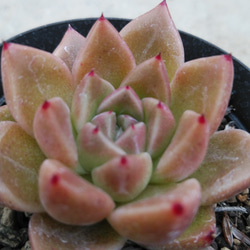 多肉植物(韓国苗) エケベリア ハーフサマー❣️ 多肉植物 ウォール