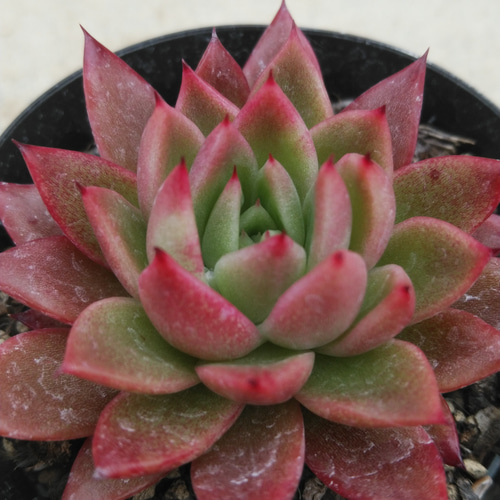 フルーツキャンディ A品 – Bull Succulent