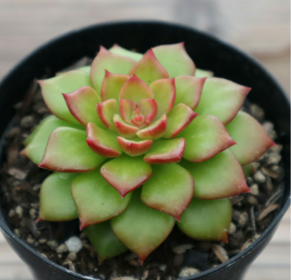 マジックジャムゴールド 多肉植物 多肉植物 