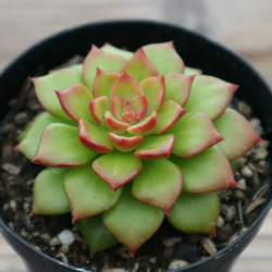 マジックゴールド　カット苗　多肉　ゆうパケットプラス発送　マジックジャムゴールド マジックゴールド カット苗 多肉 ゆうパケットプラス発送 マジック