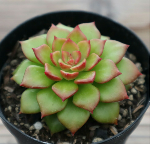 多肉植物 