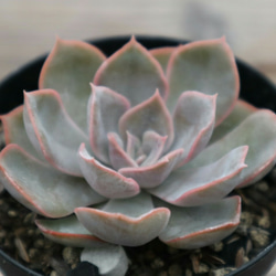 3厳選 アガベ チタノタ 狼人 極上子株 強棘 狂棘 激レア高級品種 多肉