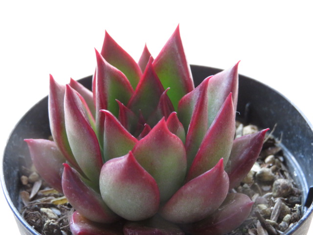 ルイパパさん苗】アテルーフ（多肉植物）札付き かわいい輸入苗22品種