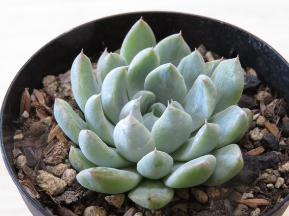 多肉植物　"ホワイトライン" 1枚目の画像