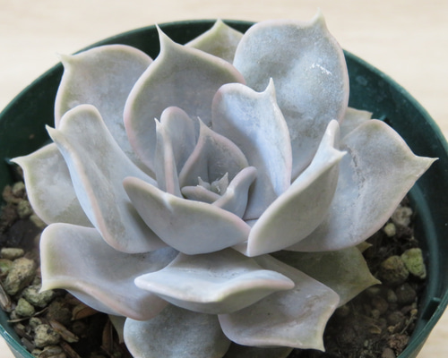 ラウリナ 多肉植物 ラウリナ 多肉植物 ❀065 ラウリンゼの生長記録 Vol.2 2022.09