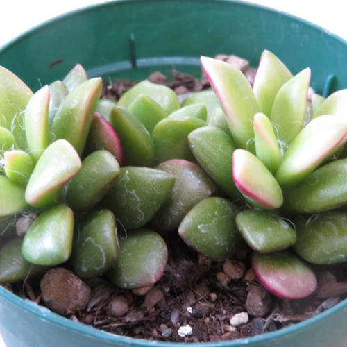 多肉植物 コノフィツム ビロブム H6♡ 多肉植物 GummyBlue 通販 多肉植物 コノフィツム ビロブム H6♡ 多肉植物 GummyBlue 通販