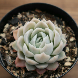 多肉植物 