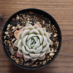 多肉植物　"メキシカンスノーボール" 3枚目の画像