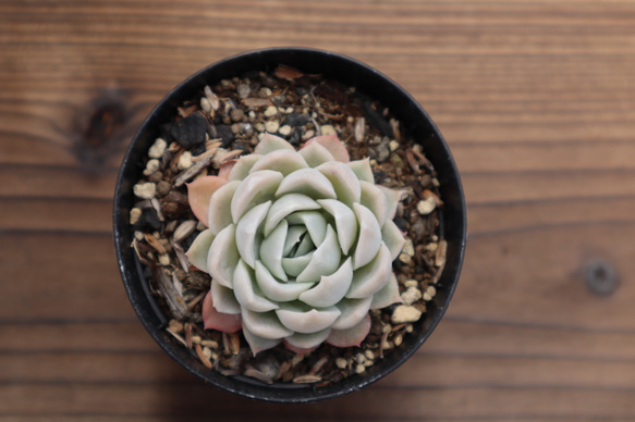 多肉植物　"メキシカンスノーボール" 3枚目の画像