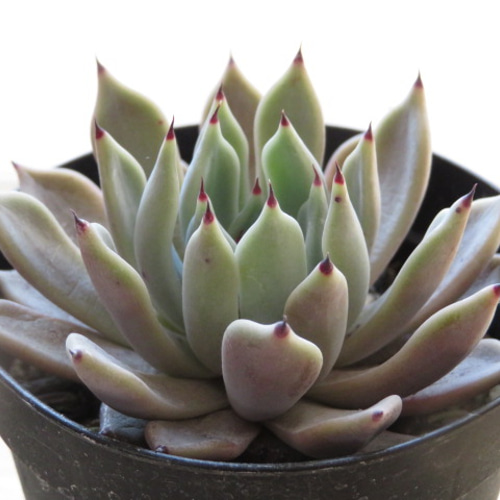 多肉植物 ザラゴーサ 特大群生 新入荷 : るる農園 - 通販