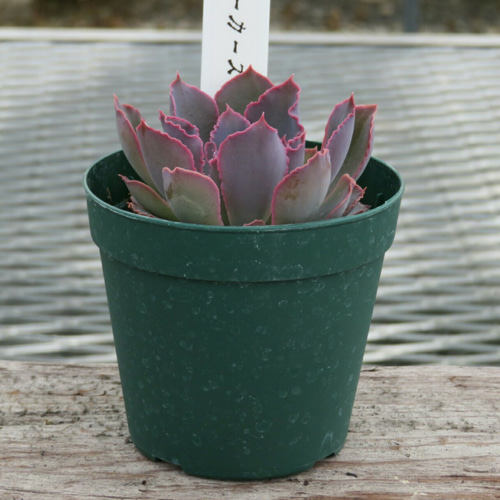 ネオンブレーカーズ9苗セット 多肉植物 ネオンブレーカーズ 錦 厳選