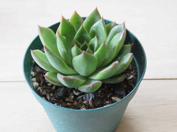 多肉植物エケベリア　プリリンゼアナ プリリンゼアナ【多肉植物】 多肉植物 エケベリアSKETCH 通販 15857190