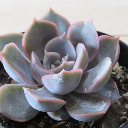 多肉植物 エケベリア フルーツキャンディー 4cm 抜き苗 1株 多肉 多肉植物 エケベリア フルーツキャンディー 4cm 抜き苗 1株 多肉