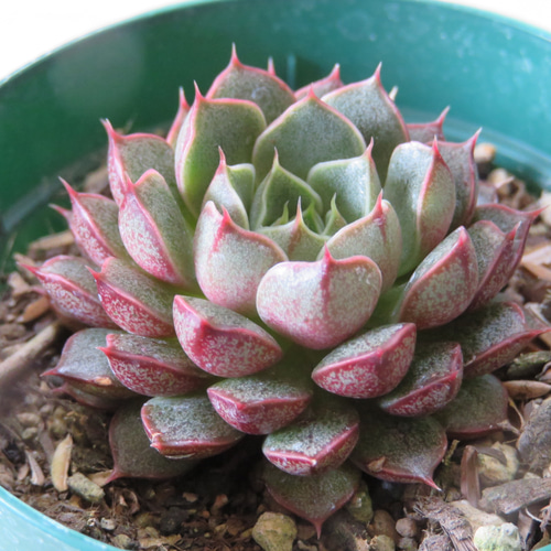 多肉植物　大和美尼　抜き苗　エケベリア エケベリア 大和美尼 Echeveria 'Yamatobini'｜多肉植物図鑑