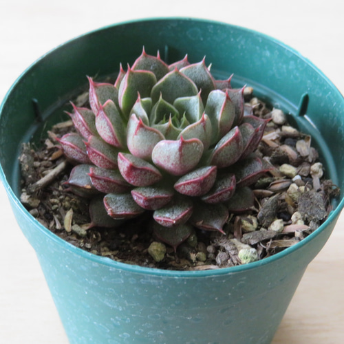 多肉植物　大和美尼　抜き苗　エケベリア エケベリア 大和美尼 Echeveria 'Yamatobini'｜多肉植物図鑑