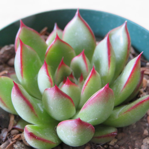 赤と緑の多肉植物*3 多肉植物 赤と緑のグラデーション*3 赤から緑へ、びっくりするほど