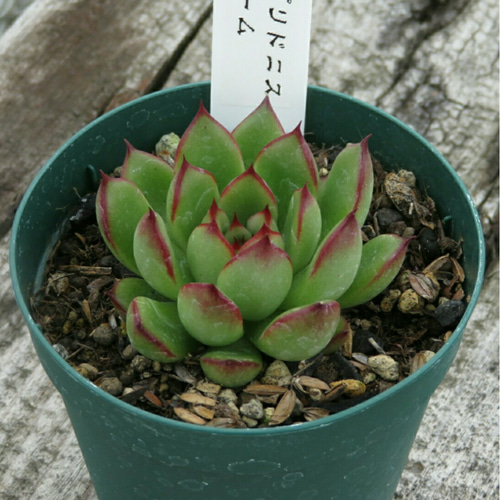 多肉植物 エケベリア 