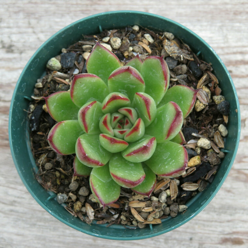 多肉植物 エケベリア 