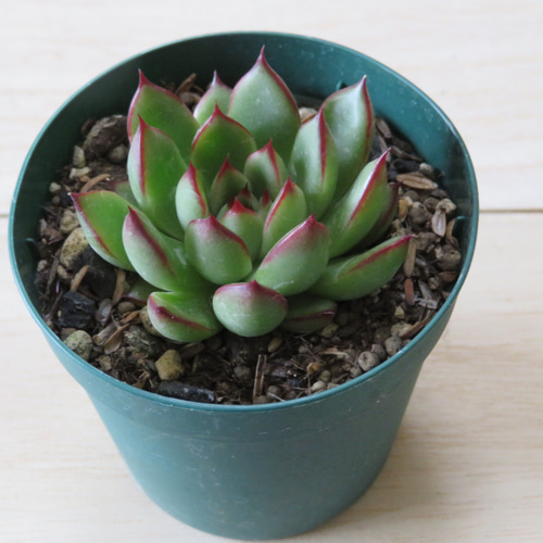 エケベリア 多肉植物 緑色 グリーンダイヤモンド【エケベリア 多肉植物】 多肉植物