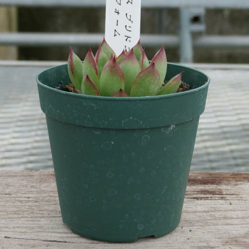 多肉植物 エケベリア 