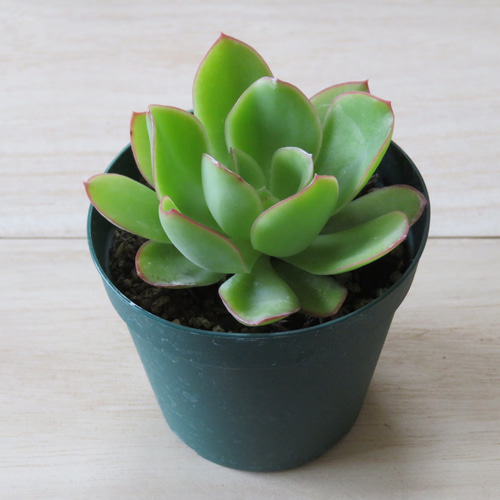 魂の植物 パッチフラワー ウィードフラワー 出口えつ子先生考案の立体の花の折り布パッチ