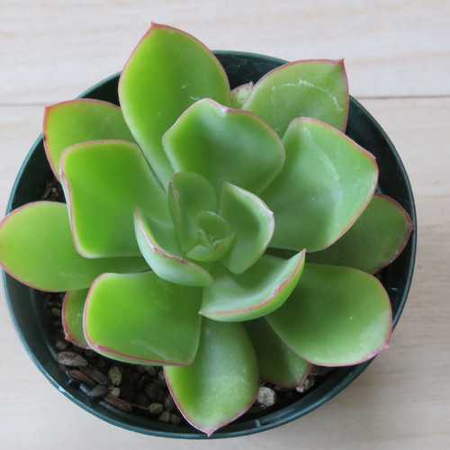 魂の植物 パッチフラワー PLANCHU 多肉植物 ハオルチア 宝草 Haworthia cuspidata