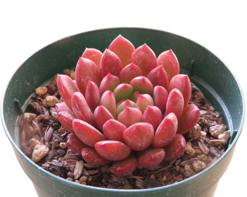 多肉植物^o^  ピンクルルビー ピンクルルビー 抜き苗 多肉植物
