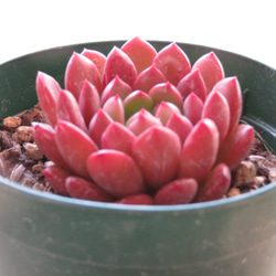 多肉植物　"ピンクルルビー" 2枚目の画像