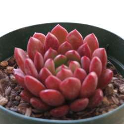 多肉植物　"ピンクルルビー" 3枚目の画像