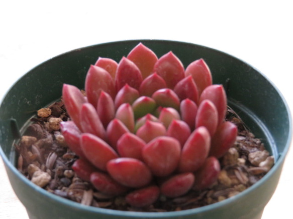 多肉植物　"ピンクルルビー" 3枚目の画像
