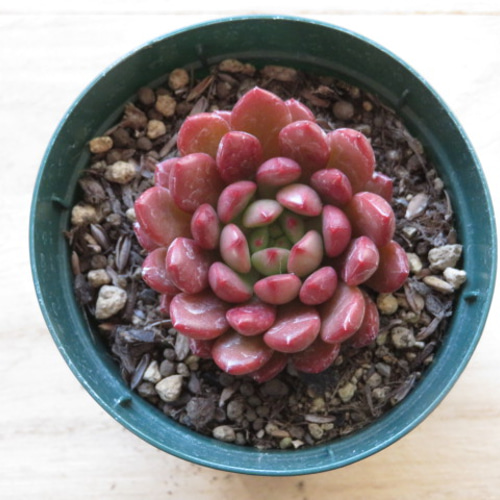 多肉植物^o^  ピンクルルビー ピンクルルビー 抜き苗 多肉植物