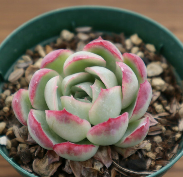 多肉植物　"花月夜" 1枚目の画像