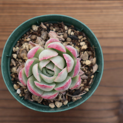 多肉植物　"花月夜" 3枚目の画像