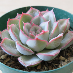 多肉植物　ヘラクレス　◇抜き苗◇ ヘラクレス【抜き苗】多肉植物の通販 by kumi's shop｜ラクマ