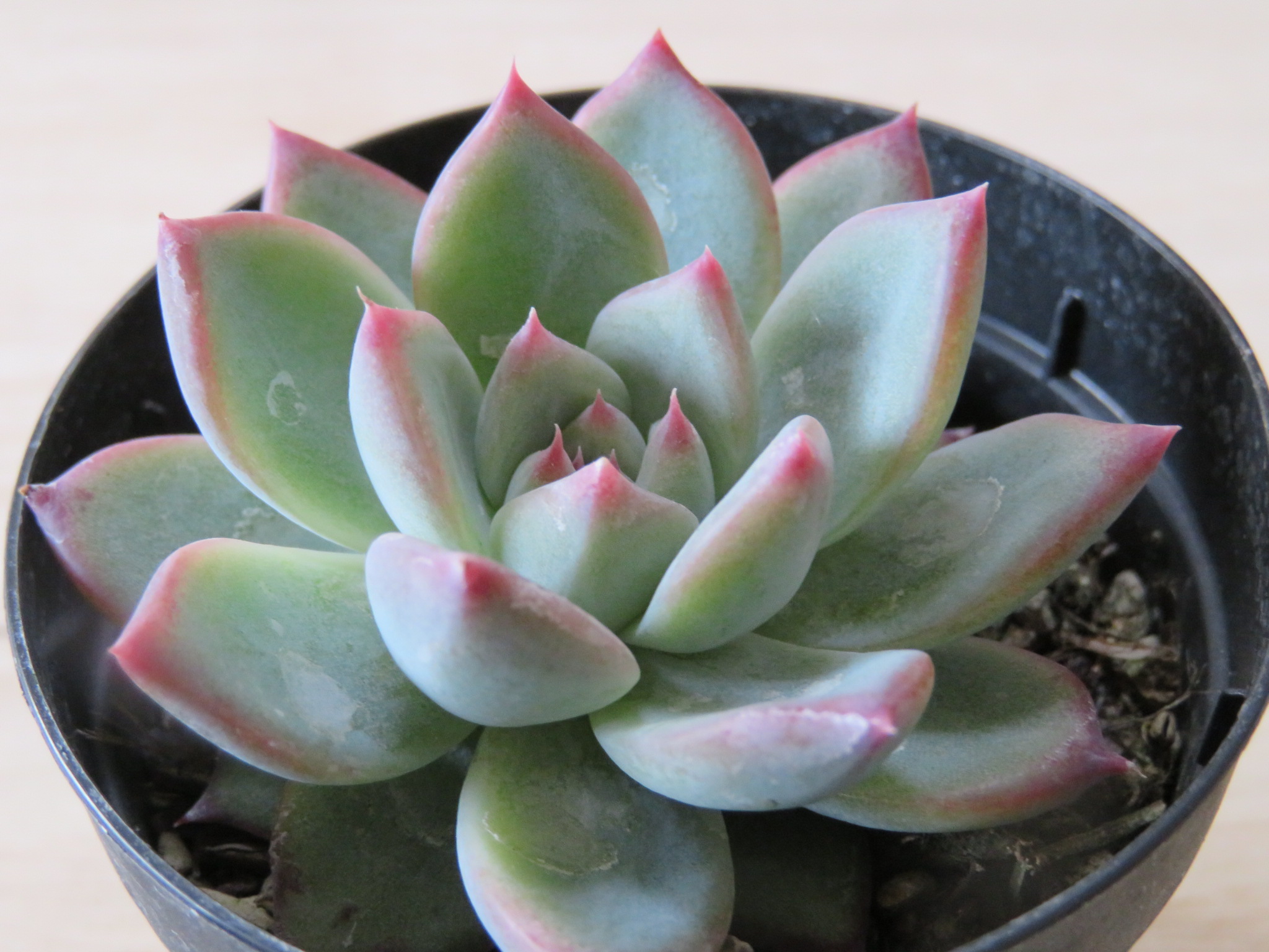 中里リンゼアナ　札のみ　エケベリア　多肉植物 エケベリア 中里リンゼアナ 胴切り株 微根