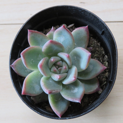 多肉植物 エケベリア リンゼアナ 日本花キ流通 多肉植物 swkエケベリア 二瓶リンゼアナ 実生 送料無料