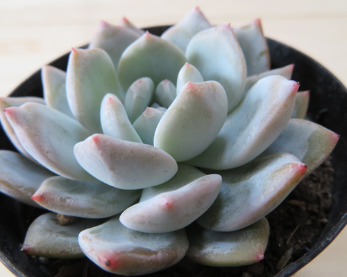 ラウリナ 多肉植物 2024.1.14 僕の推しの子たちです🌱 #ルビンxリラシナ #リンゼアナxピン