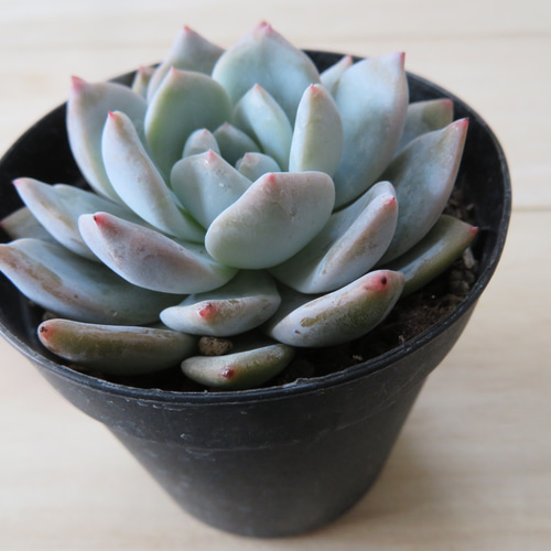 ラウリナ 多肉植物 20518_1.jpg