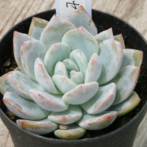 ラウリナ 多肉植物 2024.1.14 僕の推しの子たちです🌱 #ルビンxリラシナ #リンゼアナxピン