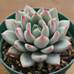 バイオリーナ(カット苗)   多肉植物　女美月 バイオリーナ(カット苗) 多肉植物 女美月