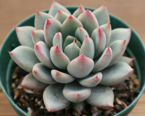 バイオリーナ(カット苗)   多肉植物　女美月 1_d17d93bf20505676fdcef40ca60a