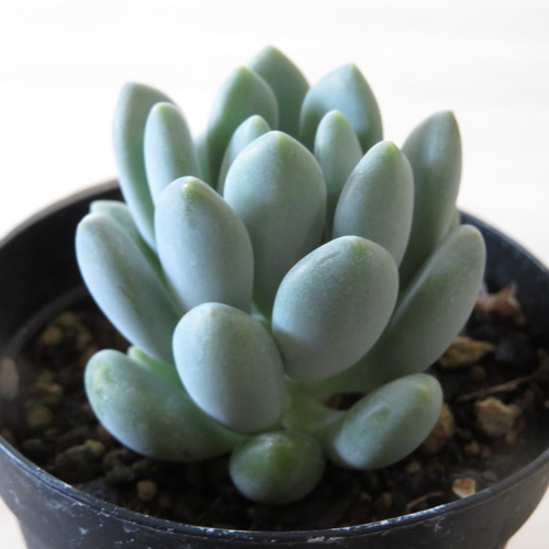 多肉 センペル ブルームーン T)ブルームーン センペル(鉢入り | RuPo 多肉植物専門店