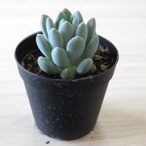 多肉 センペル ブルームーン 多肉 センペル ブルームーン