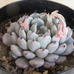 爪々～ 実生苗 ⭐️ラジョヤ×黒爪ザラゴーサ⭐️多肉 エケベリア 自作交配 爪々～ 実生苗 ⭐️ラジョヤ×黒爪ザラゴーサ⭐️多肉 エケベリア 自作