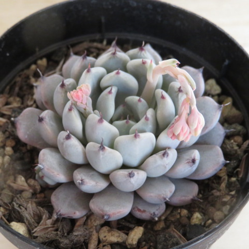 多肉植物 