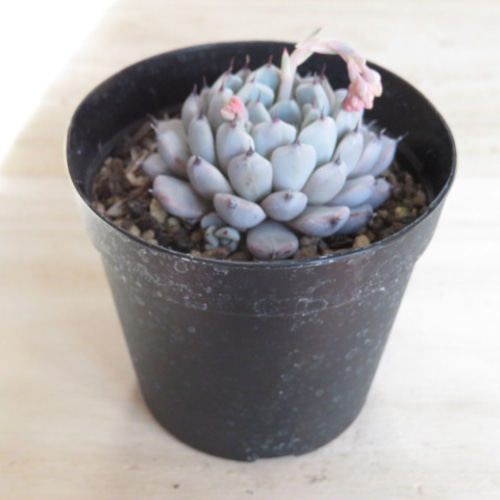 多肉植物 Bells苗アルバ美尼×黒爪ザラゴーサ♡抜き苗 多肉植物 TYエケベリア アルバ美尼×黒爪ザラゴーサ TYさん苗 送料無料