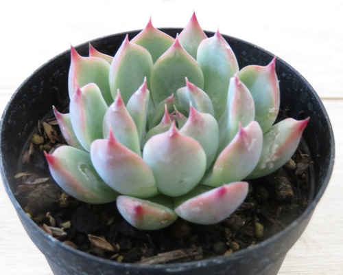 ぷりんの植肉植物 Surreal Succulents | 無職インセクトの多肉&アクアリウム