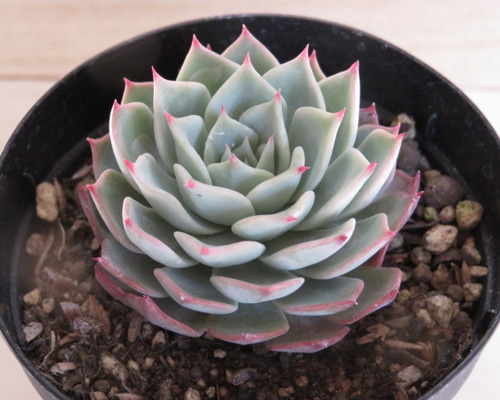 49.【札付き】セクンダ Aタイプ 希少 多肉植物 エケベリア 1_d5a0dc610b8af13c97f6a6e388fd
