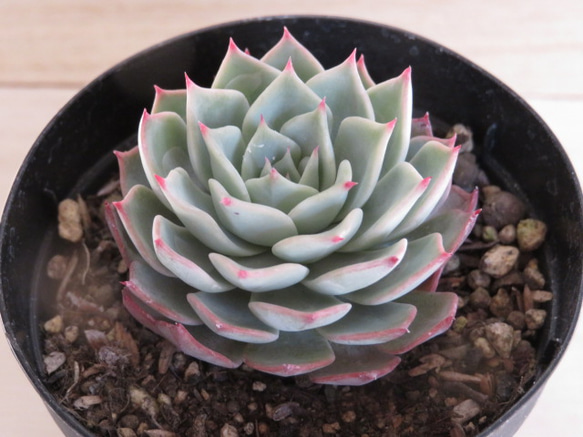 ダイヤモンドアートクラブ【多肉植物】 81E336hn8oL._AC_UF350,